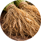files/vetiver.png